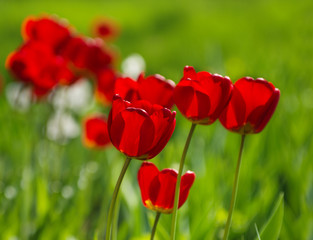 Obraz premium Group of red tulips in the park.