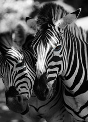 Zwei Zebras Kopf an Kopf