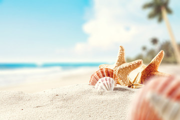 Fototapeta na wymiar shell on sand and free space 