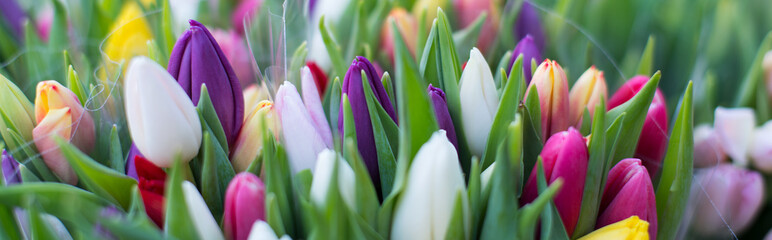 Tulpen 