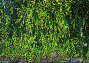Green leaves for background