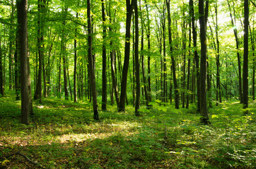 Obraz premium zielony las