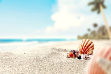 Obraz premium shell on sand and free space 