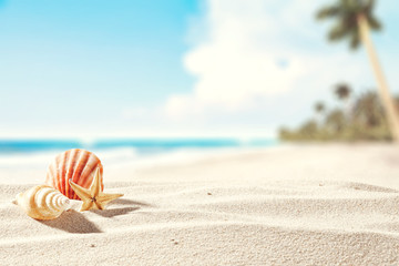 Fototapeta na wymiar shell on sand and free space 