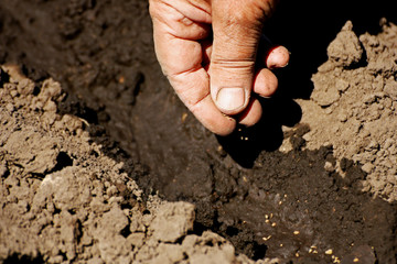 Planting seeds in the soil.