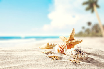shell on sand and free space 