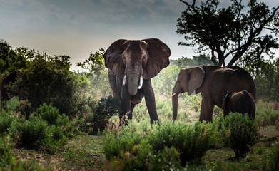 Elefanten Familie: Großer Elefant mit Stoßzähnen und zwei junge Elefanten 