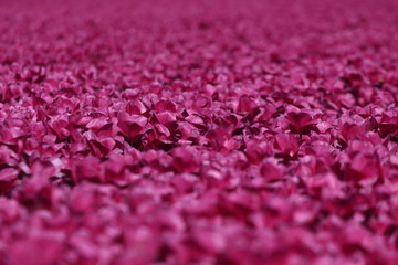 Blumenfeld - rosa Tulpen
