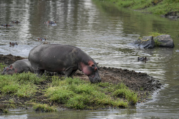Fototapeta premium Hippo