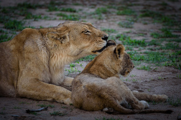 Löwin leckt ihr Baby, fotografiert in Kruger National Park, Südafrika