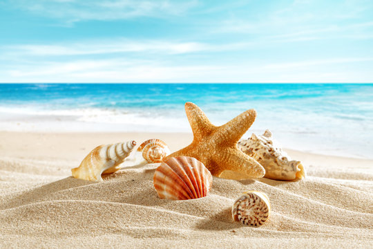 shell on sand and summer time 