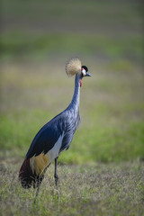 crowns crane in the savanah of Africa