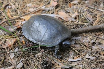 Steppe Central Asian turtle