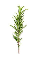 Twig of rosemary on a white background