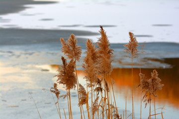 Plakat Bulrush on a winter river shore. Sunset, frozen river.