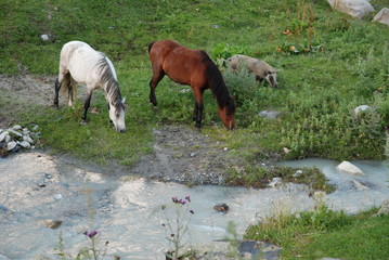 Happy Animals in Ushgulli © Jarek