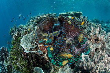 Colorful Giant Clam on Coral Reef in Raja Ampat