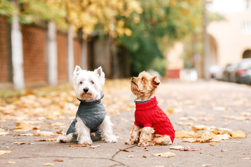 Portrait of two dogs friends west highland white terrier and yorkshire terrier playing in the park...