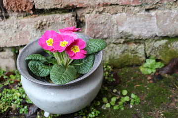 Fototapeta na wymiar Primrose ,primula vulgaris, is an early spring flower. They have a high variety of colors and can be used both as a balcony plant and bedding plant. They are perennial and beautiful. Concept flowers.