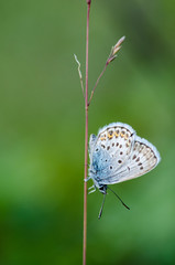 Small beautiful butterfly is sitting on the plant stick. Close up.