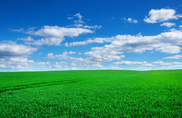 Fototapeta premium Image of green grass field and bright blue sky