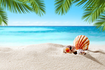 Obraz premium shell on sand and summer time 