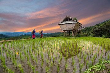 Hmong woman with rice field terrace background in Chiangmai , Thailand
