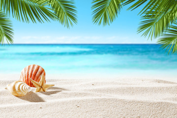 shell on sand and summer time 