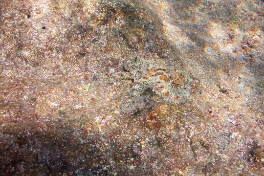 Mim&eacute;tisme de la pieuvre commune de m&eacute;diterran&eacute;e