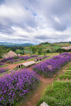 landscapes of purple verbena flower in mon jam , famous beautiful mountain in Chiangmai © martinhosmat083