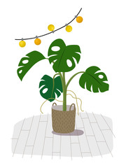 A potted monstera plant isolated on white. A green home decorative flower in pot. Hand drawn flat cartoon illustration. Icon isolated on white. Vector