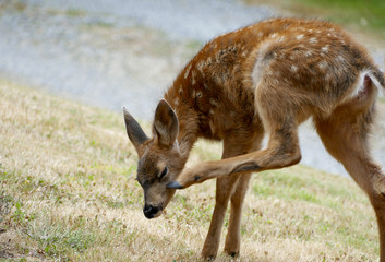 Fawn Mule Deer Scratching its Face