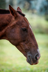 beautiful horse portrait at the nature