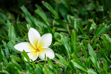 fall white plumeria
