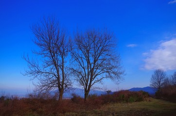 Deux arbres sur fond de ciel du soir en hiver