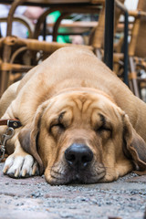 Entspannter Broholmer Hund im Café im Tiefschlaf