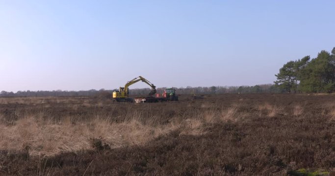 Heathland transplantation. Scraping heather and topsoil using an excavator with a flat bucket for transplantation of heather turves. VELUWE, THE NETHERLANDS.