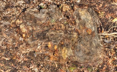 alter knorriger Baumstumpf mit Waldboden im Herbst