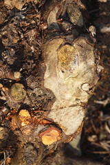 alter knorriger Baumstumpf mit Waldboden im Herbst