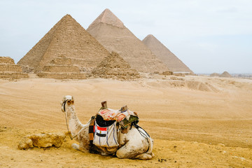 Fototapeta premium Camel sitting in front of the pyramids at Giza, Egypt