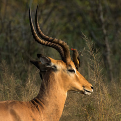 Portrait of a young impala ram early morning in the Kruger National Park in South Africa. A red-billed oxpecker bird is looking for tick on its head