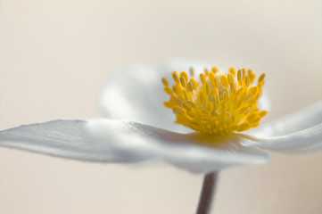 Weiße Anemone, lichtdurchflutet  