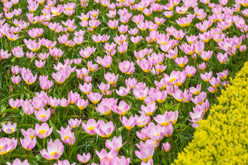 pink tulips in the garden