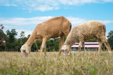 Obraz na płótnie Canvas White sheep chewing grass on the field