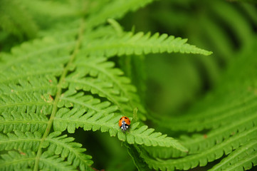 Ladybug on the leaf of fern