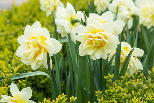Spring meadow covered with narcisus