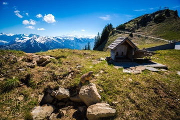 Murmeltiere in den Schweizer Alpen