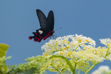 a common windmill butterfly with light cyan background