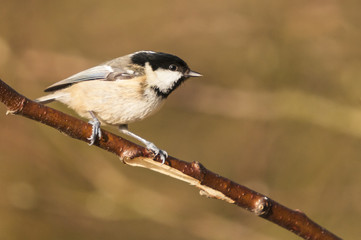Coal Tit / A close up image of an adult Coal Tit, Periparus ater, on the branch of a tree in...