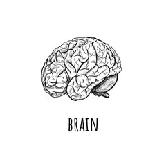 Brain Vector Illustration. 